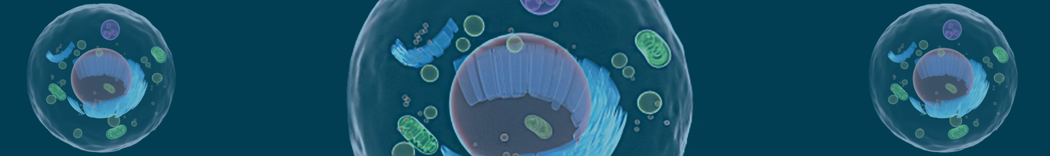 Extracellular Matrix Proteins