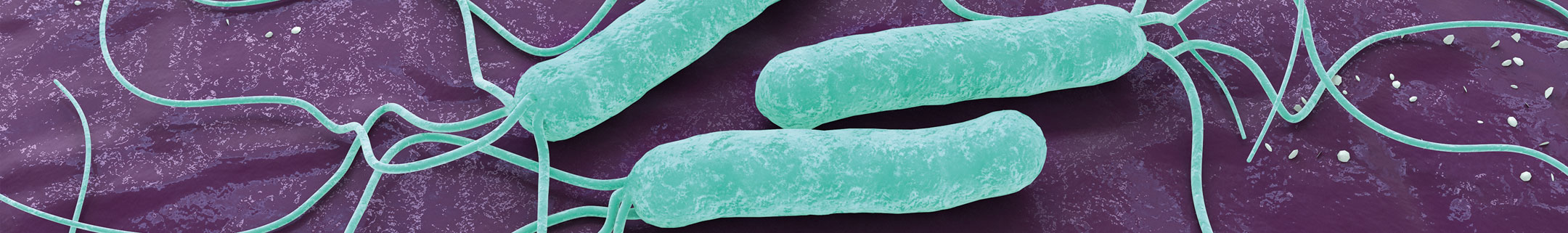 Easy-Card <em>Helicobacter pylori</em> Antigen Test Kit