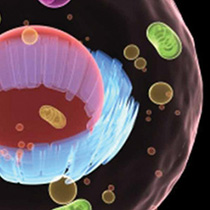 Exosome Production
