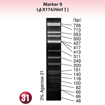 DNA MW Marker 9