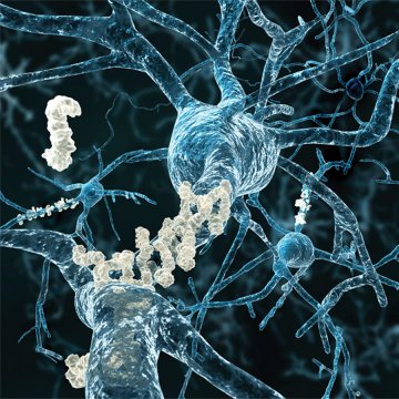 Anti-Phosphorylated Tau S199&#