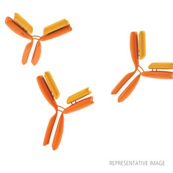 Anti-Mouse Podoplanin