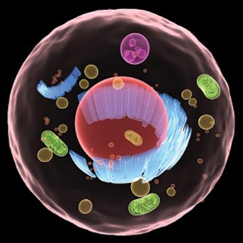 Anti Tn Antigen, mAb 