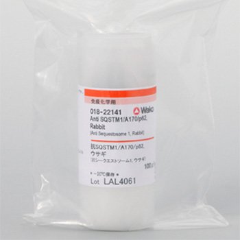 Anti-Sequestosome 1 (SQST