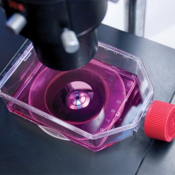 CultureSure L-Threonine, Anima