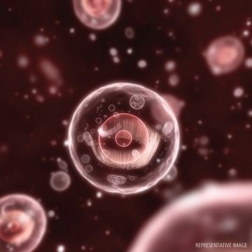 Collagenase
