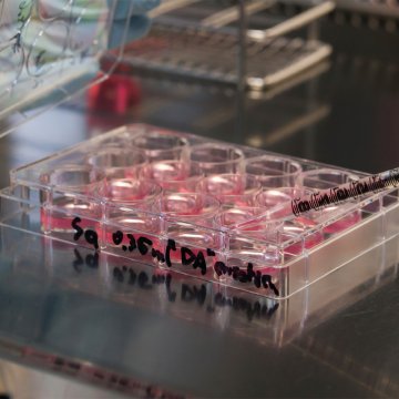 CultureSure A-83-01 2mg