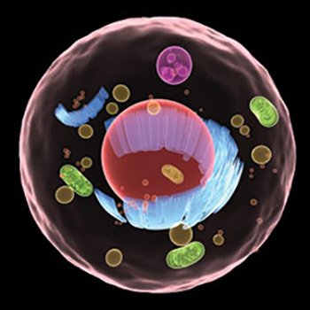 Exosomes frm COLO201 cell