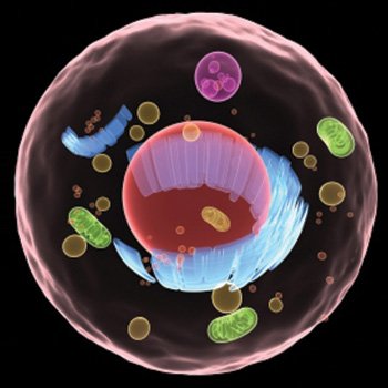 Epidermal Growth Factor &