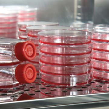 Fibroblast Growth Factor 
