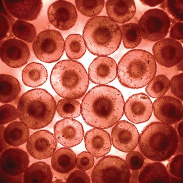 H1152 Dihydrochloride