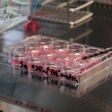 LIF, Human, recombinant, 