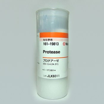 Protease