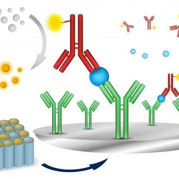 CD63-Capture Human Exosome