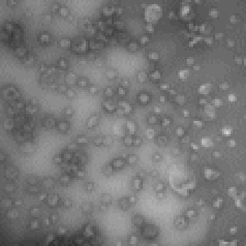 MagCapture Exosome Isolation&#