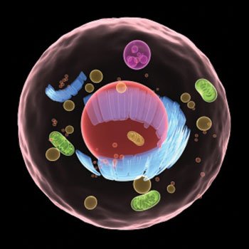 PS Capture Exosome ELISA&