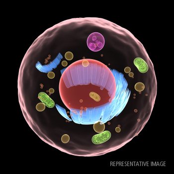 Anti-Histone H3 MAb