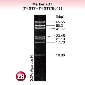 DNA MW Marker 7 GT