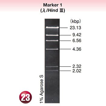 DNA MW Marker 1