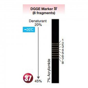 DGGE Marker IV (8&#x