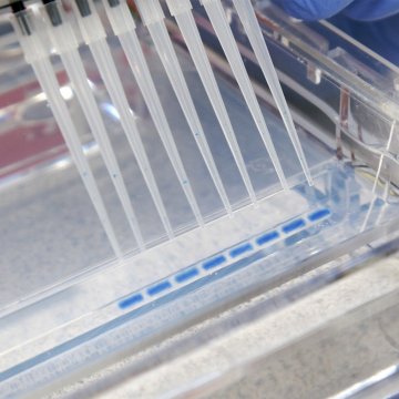 Agarose XP