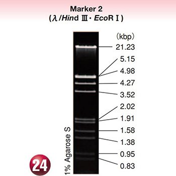 DNA MW Marker 2