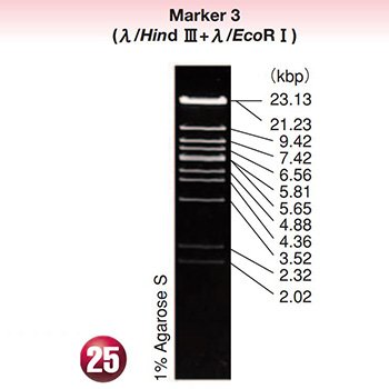 DNA MW Marker 3