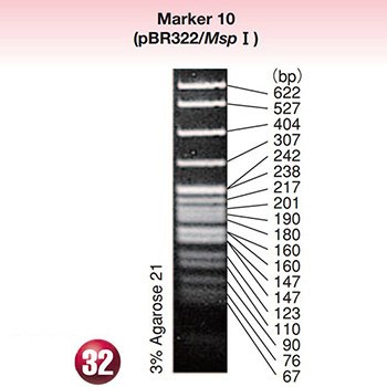 DNA MW Marker 10