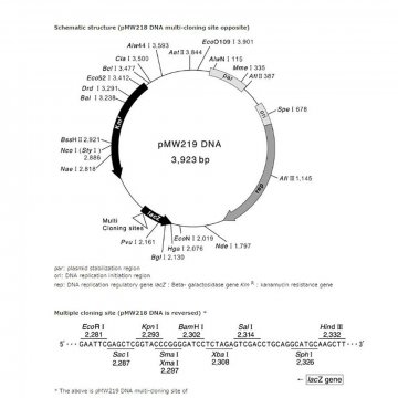 DNA pMW 218