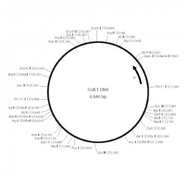 DNA Col EI