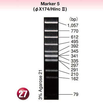 DNA MW Marker 5