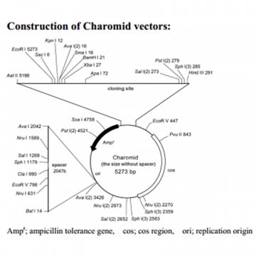 Charomid 9-28 DNA