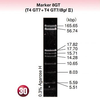 DNA MW Marker 8 GT