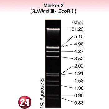 DNA MW Marker 2