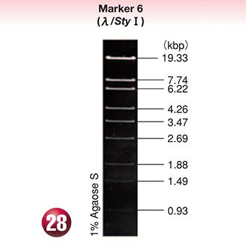 DNA MW Marker 6