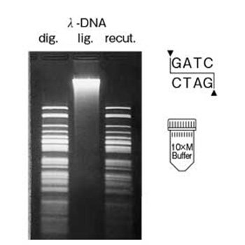 Restriction Endonuclease Sca&#