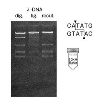 Restriction Endonuclease Nde&#