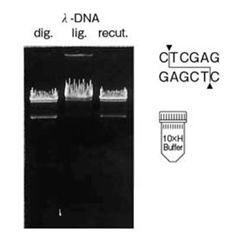 Restriction Endonuclease Xho&#