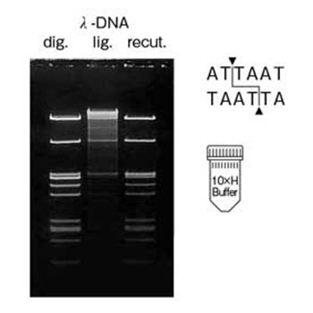 Restriction Endonuclease Ase&#