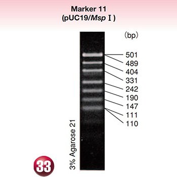 DNA MW Marker 11
