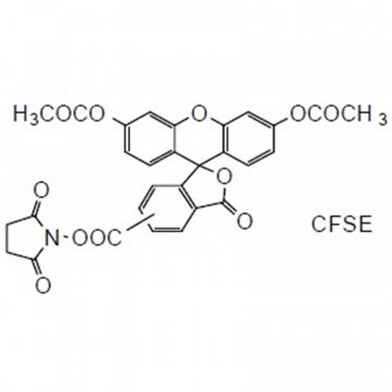 Cellstain CFSE