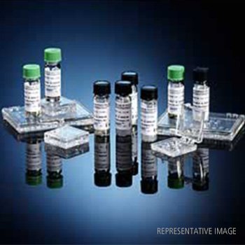 Blastomyces CF control se