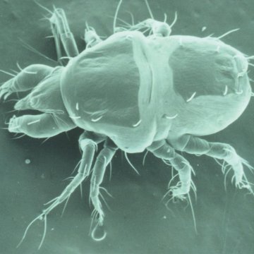 D. Pteronyssinus (Allerge