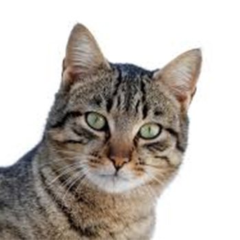 Cat Epithelium (Allergen&