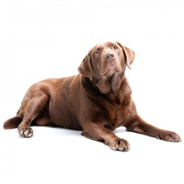 Dog Epithelium (Allergen&