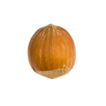 Hazelnut (Allergen)
