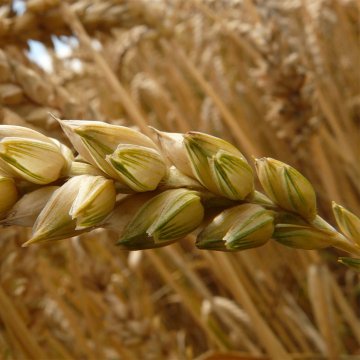 Gluten - wheat allergen