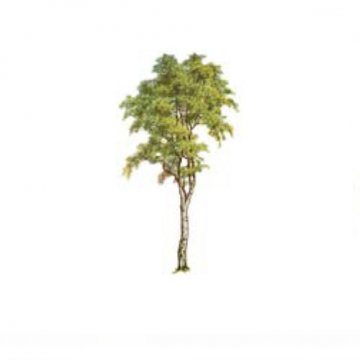 Common Birch Tree Allerge