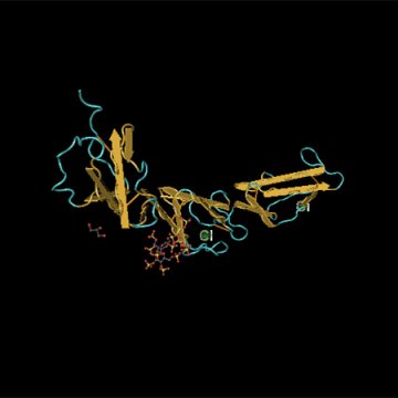 Recombinant Human Complement&#