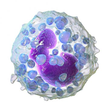 Cisatracurium allergen